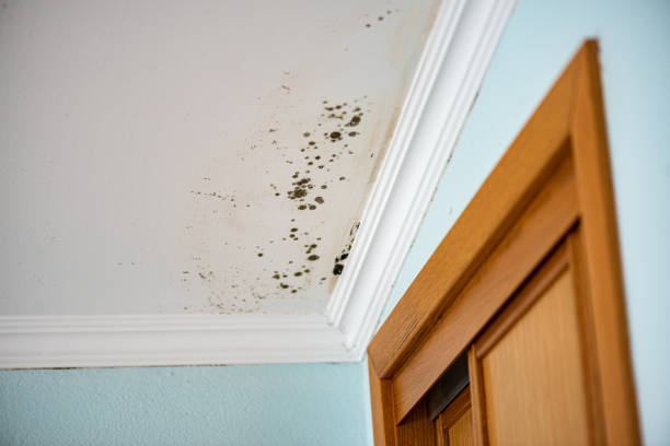 Best Residential Mold Removal  in Mill Creek East, WA