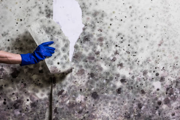 Best Mold Damage Repair  in Mill Creek East, WA