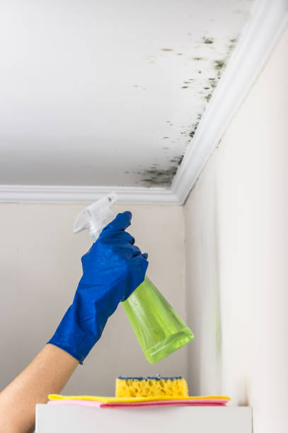 Best Residential Mold Removal  in Mill Creek East, WA