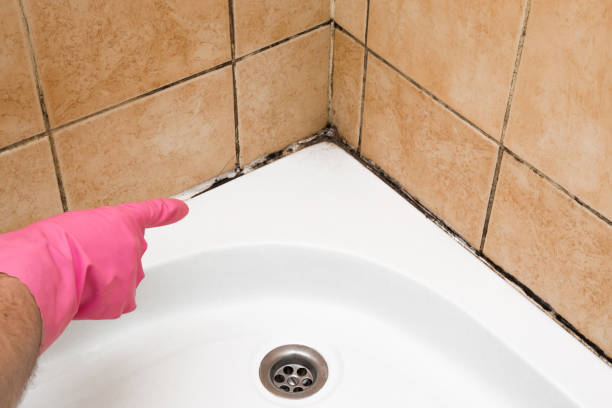 Best Home Mold Removal  in Mill Creek East, WA